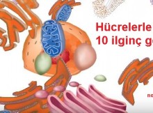 Hücrelerle ilgili ilginç bilgiler