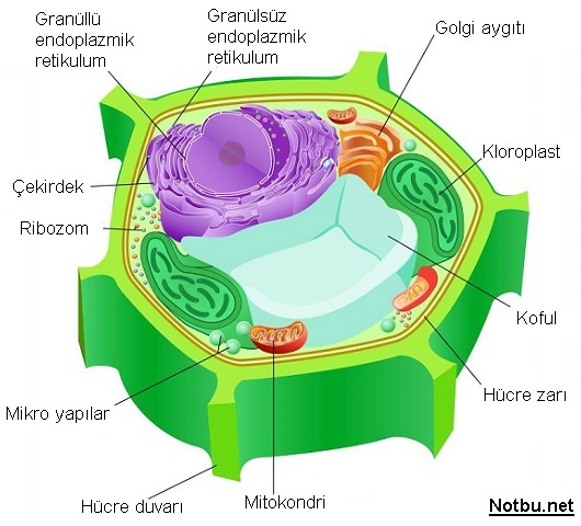 Bitki hücresinde bulunan organeller