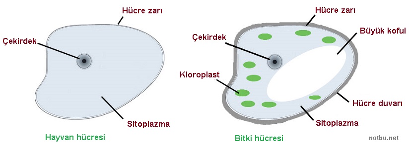 Bitki hücresi ve hayvan hücresi arasındaki fark