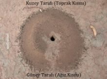 Karınca yuvası hangi yönü gösterir