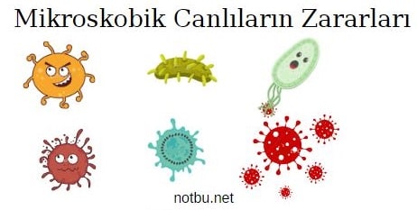 Mikroskobik canlıların zararları